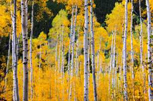 Aspen forest-1767 Aspen forest-1767